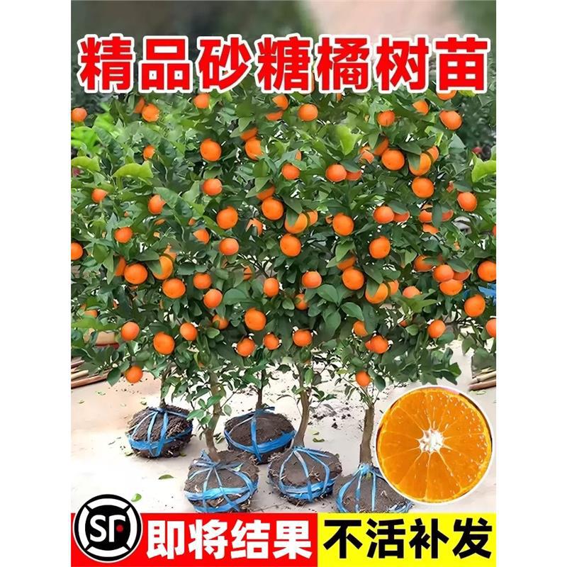 沙糖桔树苗地栽盆栽南方北方种植橘子苗柑桔果树结果苗嫁接砂糖橘