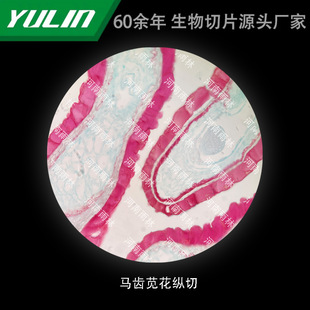Portulaca Oleracea L. Flower Longitudinal Cut University Medical College Histopathology Paraffin Slide Specimen Microscope