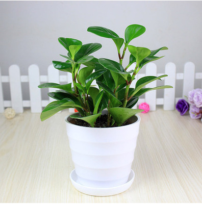 재스퍼 [나사형 세면대]