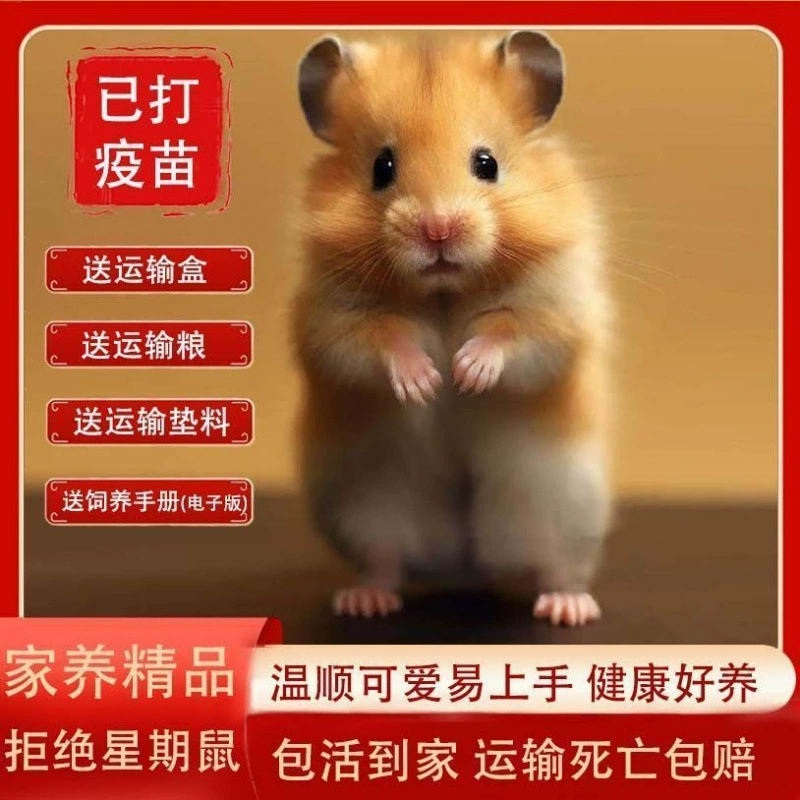 Живой хомяк для домашнего использования, живой хомяк фиолетового цвета, пудинг из чистого серебра серебряной лисы, трехлинейная пара детских золотых хомяков.