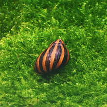 观赏螺活体工具螺除藻螺苹果螺蜜蜂螺斑马螺蜗牛宠物螺套餐