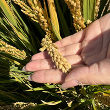 小麦苗新鲜水培麦芽苗嫩苗榨汁全天然高碱性麦绿素做青团青汁家用