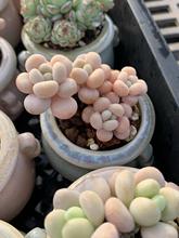 小多肉超萌名贵稀有拇指盆迷你盆栽带盆多肉植物盆栽小老桩