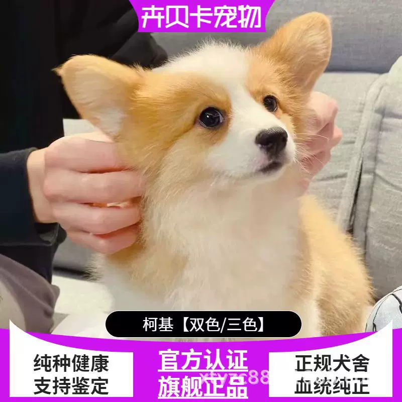双血统纯种柯基幼犬活体威尔士双色三色柯基小型柯基宠物犬