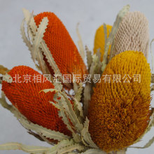 ������ɽ���ۡ��M�ڸɻ����ľ�ٴ������Ȼֲ�������b廨����