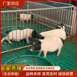 养殖场大量现货供应巴马香猪散养活体巴马香猪怀孕母猪小猪苗幼苗