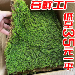 大きな灰色の苔、生きた星の苔、白い髪の苔、生きた永遠の苔、生きたマイクロランドスケープ、短い絨毛苔、庭の芝生