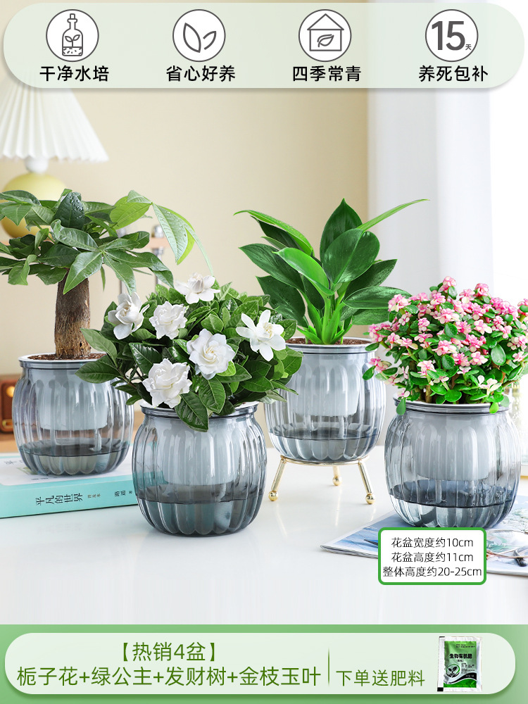 [핫셀링 4화분] 치자나무 + 그린프린세스 + 머니트리 + 황금가지와 옥잎