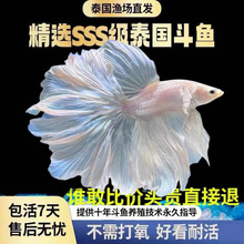 泰国斗鱼包活到家半月公网红小宠物热带淡水鱼观赏鱼活物好养耐活