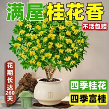 Ԙļ҃Ȼֲ𵤹ͥԺ;Gֲ_