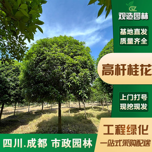 High-Stemmed Osmanthus Saplings for Landscaping Projects, Courtyard Villas, Ground Planting, Four-Season Osmanthus, Cold-Resistant Plants, Roadside Landscape Trees