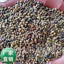 批发造林坡地草籽 柠条小叶锦鸡儿 林灌木田园绿化苗条子山地护坡