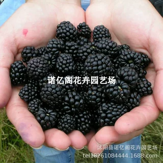热卖水果苗美国黑树莓苗黑莓树苗智利黑莓紫红黑黄树莓苗当年结果