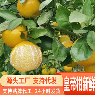 Դ�^һ�����l������ϻʵ۸�������ٮ������r��Ƥ��ɽˮ��