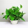Green Luo Pile Plant Plant Living Room Potted Big Leaf Green Pillar Office Office is good at raising a new home and a new home.