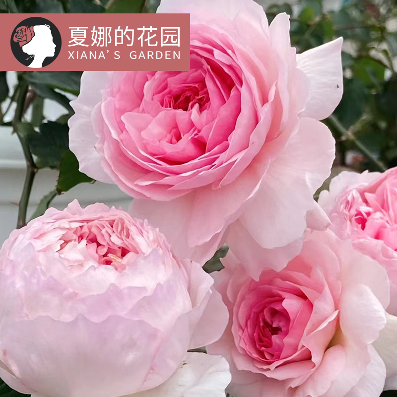 Waikiki Wood Climbing Rose Flower Seedlings Climbing Vine Arch Flower Wall Large Flowers Strong Fragrance Diligent Flowers Large Seedlings Bloom in Season