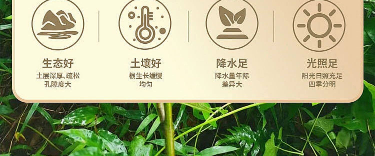 Wu Zhi Mao Tao Five-Finger Fig Root Soup Herb 500g Dried Thin Roots Bundle Guangxi Guangdong quality and texture