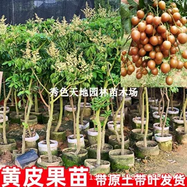 盆栽;种子;园林果树