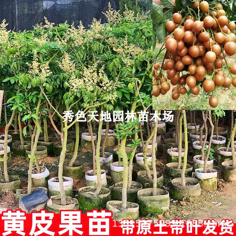 黄皮苗树无核贵妃冰糖鸡心甜黄皮嫁接苗紫肉黄皮树苗南方种植果树