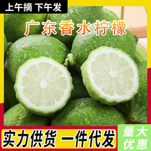 新鲜广东香水柠檬无籽青柠檬皮薄多汁奶茶店专用水果整箱批发包邮