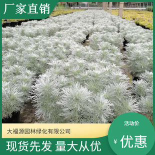 [Base Wholesale] Flower Border Landscaping Chao Wu Grass Price Concessions to Expand the Industry Beautiful Scenery