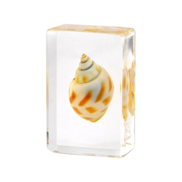 4.5CM small ivory snail