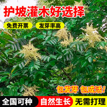 �}�wľ�N����Դ��N�e���屶�ӷN���ͺ��ͺ��o�¾G����ľ��ľ�N��