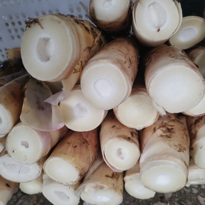 雷竹筍  5斤 福建竹筍 泡沫箱加保鮮袋加冰袋 新鮮現摘 播