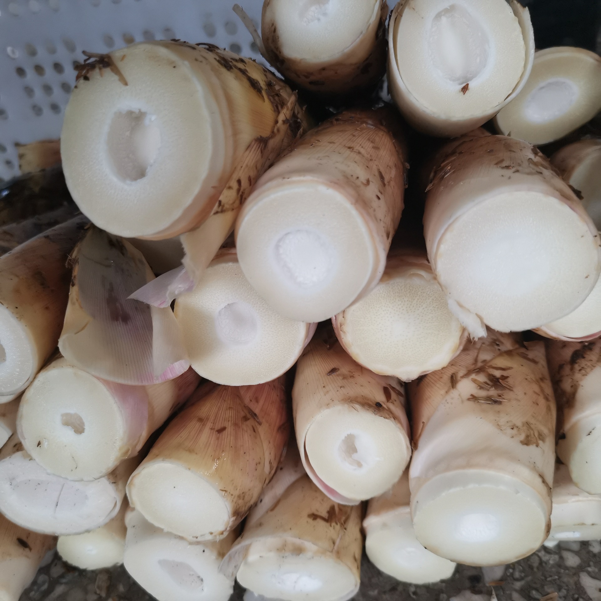 雷竹筍  5斤 福建竹筍 泡沫箱加保鮮袋加冰袋 新鮮現摘 播