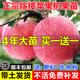 �ش��ձ��t��ʿ�����O������޽��O�����Ϸ��Nֲ���Ե��Ԯ���Y��