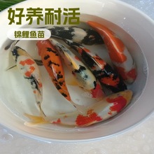 锦鲤鱼苗三色锦鲤观赏鱼苗耐寒耐热日本花锦鲤鱼锦鲤鱼活体