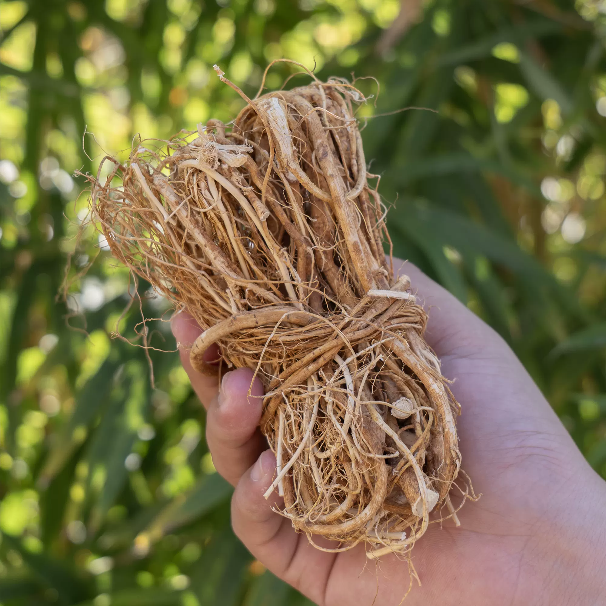 定制五指毛桃根500g五指毛桃土茯苓芡实薏米山药干货煲汤五指毛桃