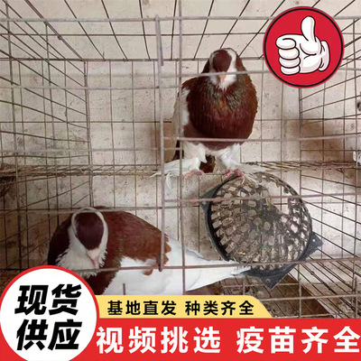Продажа крупных голубей Юаньбао, чистокровных американских напольных королевских голубей, живых королевских голубей с белым пером, кормовых квадратных голубей.