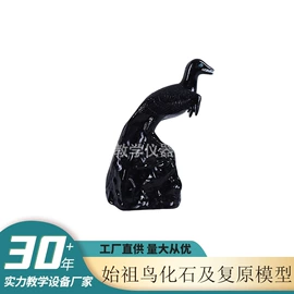 教学演示用品;教学仪器;生物教学器材