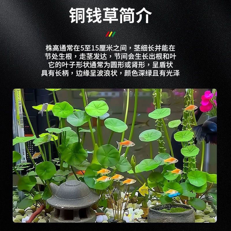 06ba1c9c-c07e-400f-a4b0-c0c18c4950f6.jpe