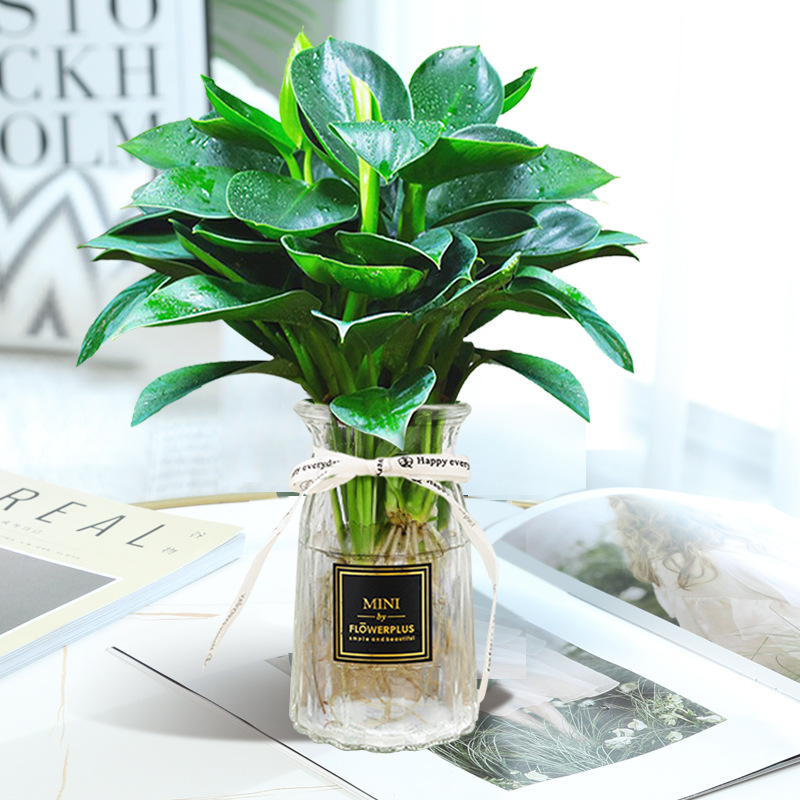 [인터넷 연예인 수경재배 모델] 약 25cm 금다이아몬드 3개 + 투명 종이접기병 + 영양액