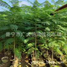 广东揭阳供大量供应蓝花楹绿化苗木花木花场销售园艺园林风景树苗