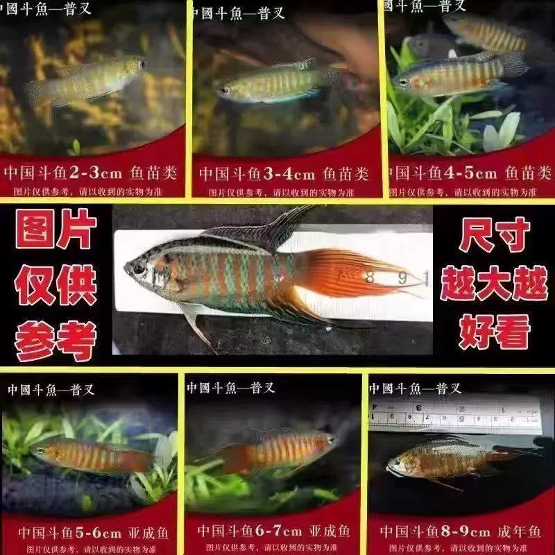 Живая петушка Betta (Jupulan) — декоративная бойцовая рыба, выносливая, размеры 2–8 см