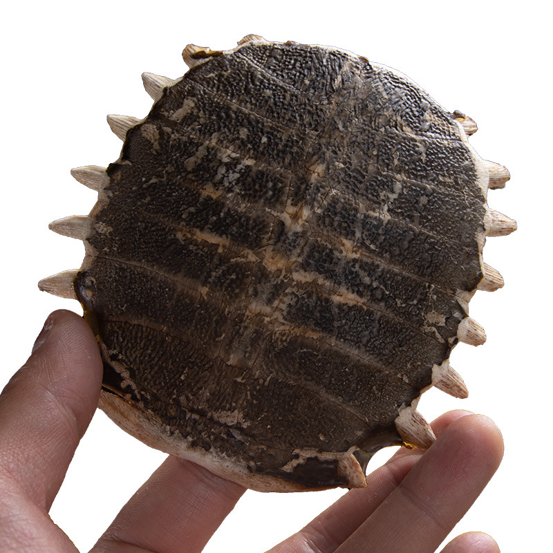 Whole Turtle Shell Bie Jia 鳖甲 Dried Chinese Herbal Material for Decoction or Grinding 1 Piece 11-12 cm specifications