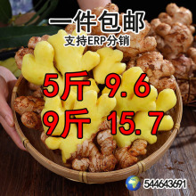 正宗云南小黄姜新鲜现挖1/2/3/5/9斤生沙地老姜调味新鲜蔬菜
