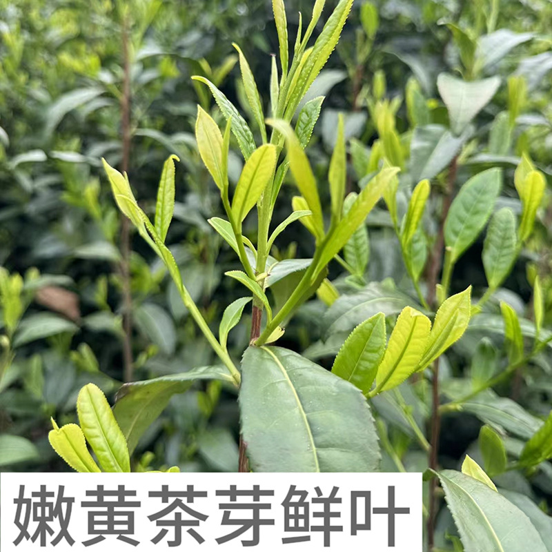 8353610a66e322d8ece82e5ead06ab