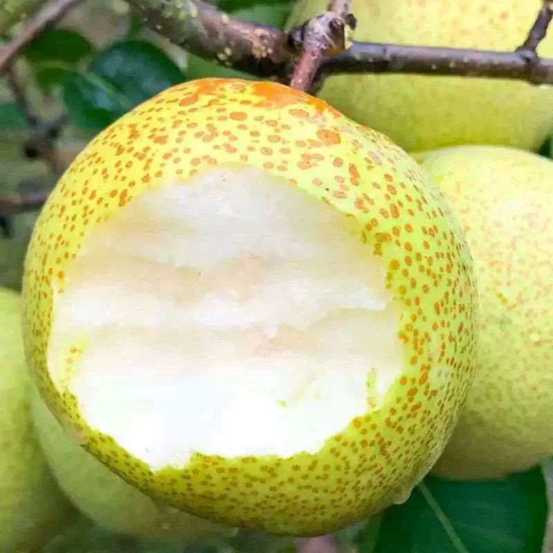 Груша плоды прививка Цуйгуань груша фэншуй груша песок груша Даншань груша в горшках год посадки груша гипс