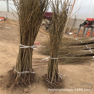 ���l���Ҍ����� ɽ�� ë�� �޽ә�����ľ ������؛ ���Ҍ�����