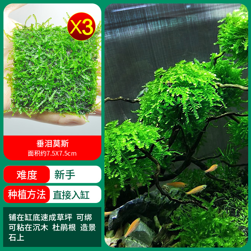 눈물이 나는 모스 1샷 3샷 구매