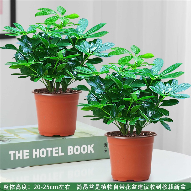 행운나무 4그루 25-30cm + 오리지널 흙 화분 + 특별 제공 영양액 화분 2개