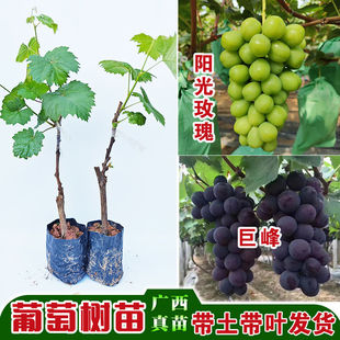 ����ꖹ�õ��������޽Ә���޷������ļ��o�����l100�����ͥԺ