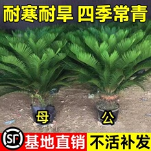 �F������С������辰�K�F�_����ĸһ���T�ڿ͏d�҃ȾGֲ���Bֲ��
