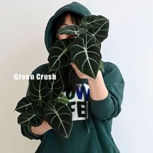 黑天鹅海芋天鹅绒竹芋绿天鹅忍者室内盆栽绿植物北欧简约好养耐晒