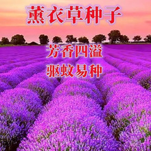 ޹·NӪM~_˹NļNͥԺ̨ԷN