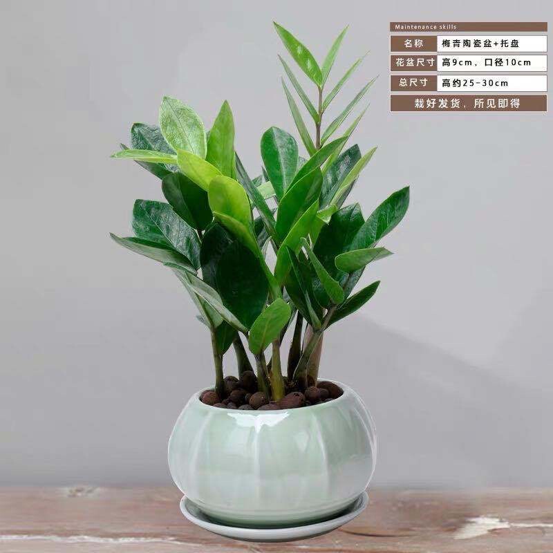 New Money Tree Potted Money Tree Green Plant Indoor Living Room Office Desktop Plant Evergreen All Year Round